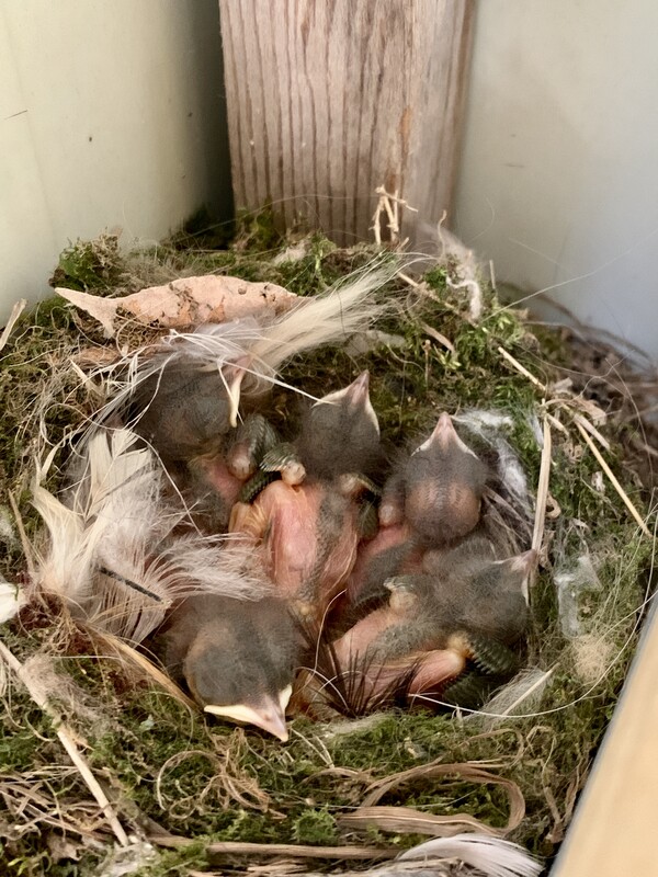 헛간 선반 구석의 아기새들.