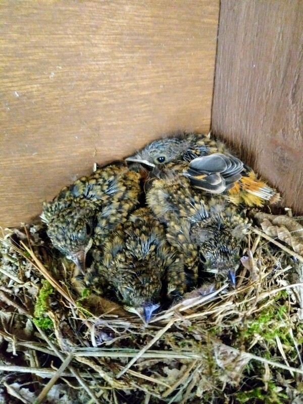 신발장에서 자란 딱새 아기들.