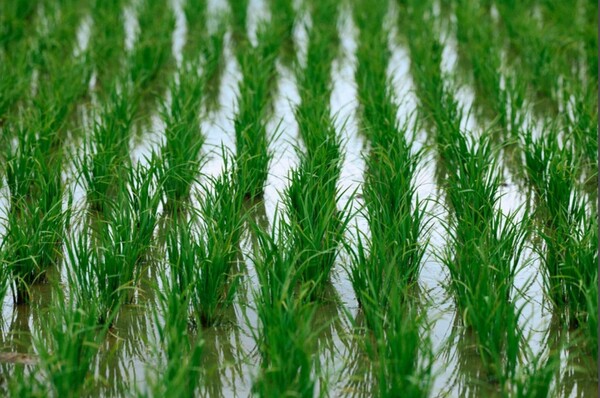 2023년 6월, 니가타 현 미쓰케 시 논에서 자라는 벼 이삭.   마이니치신문 2024년 4월 24일