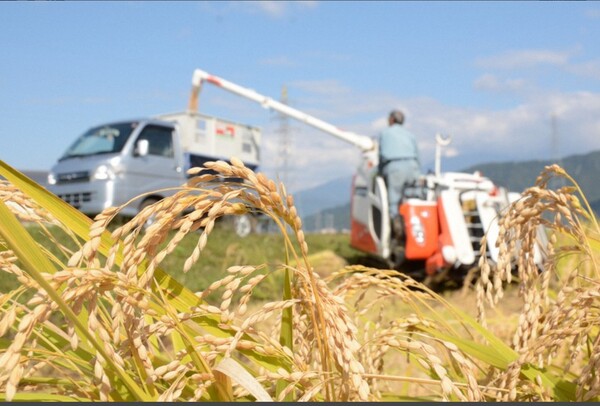 수확 중인 니가타 현 우오누마 시 인근 논의 잘 익은 고시히카리.   마이니치신문 4월 24일