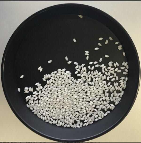 고온으로 인한 전분(녹말) 부족으로 쌀알 색깔이 희고 탁해진 '흰 미숙 쌀'(백미숙립).    마이니치신문 4월 24일