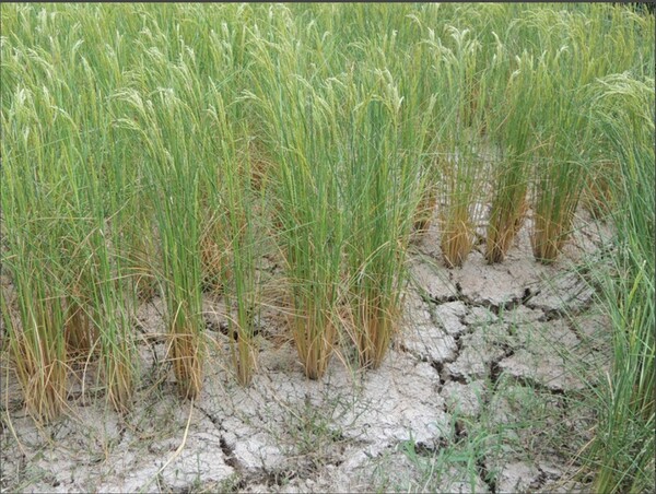 2023년 8월 고온으로 물이 말라 갈라진 니가타 현 조에쓰 시의 논 바닥.    마이니치신문 2024년 11월 2일