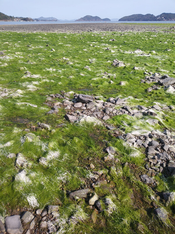 ‘우해이어보 테마마을’ 율티마을 앞바다 갯벌에 밀려온 파래. 마을의 자연은 예술이다.