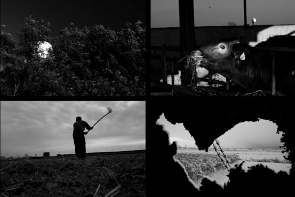 광복80주년 가나아트컬렉션 특별전 ‘서시: 별을 노래하는 마음으로’에 출품된 노순택 작가의 ‘얄읏한 공’ 연작, 사진 출처: 서울시립미술관 홈페이지