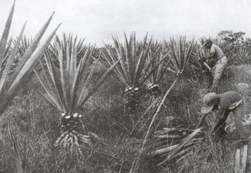 한인 노동자들이 멕시코의 에네켄 농장에서 일하고 있다. (재외동포청 제공)