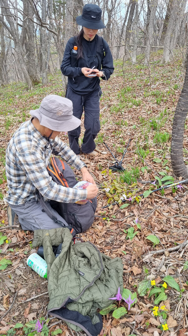 현진오 동북아생물다양성연구소 소장이 7일 오대산 진고개~노인봉 구간에서 연구소 직원 강승연 씨와 함께 산벚나무 샘플을 채집하고 있다.   