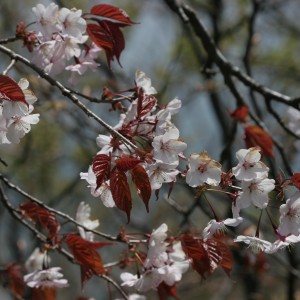 산벚나무. 왕벚프로젝트2050 제공.