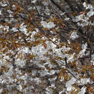 벚나무. 왕벚프로젝트2050 제공.