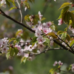 잔털벚나무. 왕벚프로젝트2050 제공.