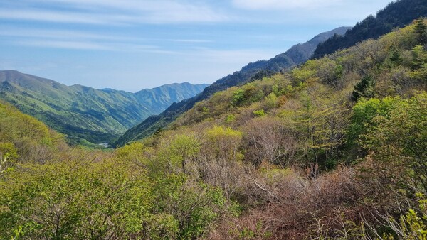 오대산 진고개~노인봉 코스에서 지난 7일 소금강 쪽을 바라 본 신록의 풍경. 짙은 녹색부터 옅은 연두색까지 색채의 스펙트럼이 다양하다.  