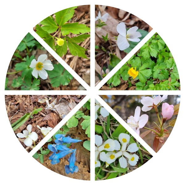 오대산에서 만난 꽃들.  시계방향 12시부터 태백제비꽃, 피나물, 산벚나무 꽃, 노랑무늬붓꽃, 갈퀴현호색, 금강제비꽃, 홀아비바람꽃, 회리바람꽃.  사진 임항, 산벚나무 꽃은 현진오.