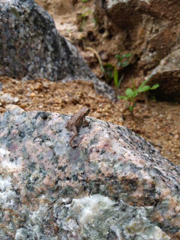 산으로 가는 아기 두꺼비.