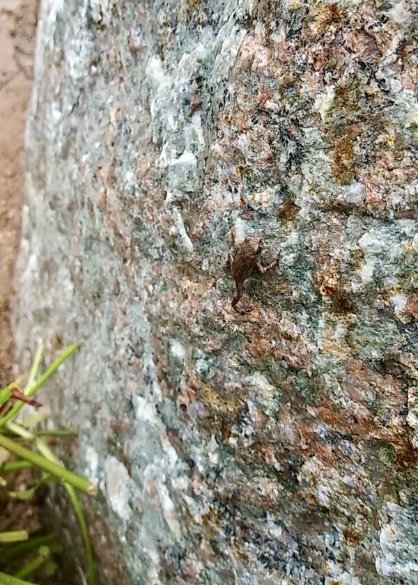 아기 두꺼비가 수직 암벽을 오르고 있다.