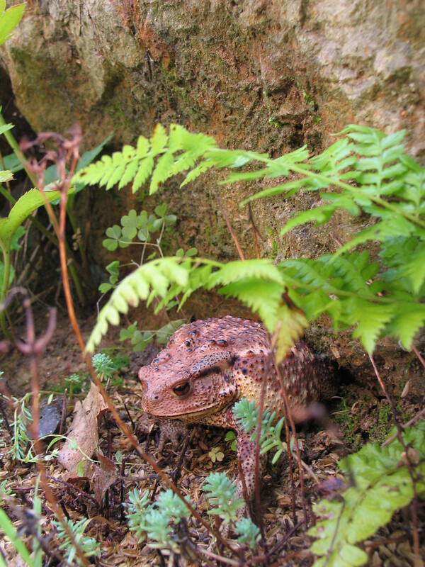 두꺼비는 습한 곳을 좋아한다.