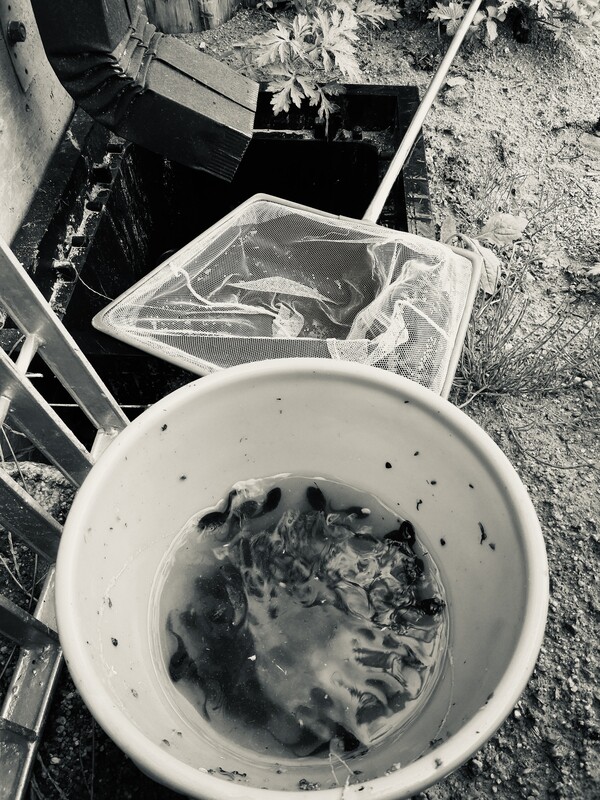 집수정에서 건져낸 두꺼비 올챙이들.