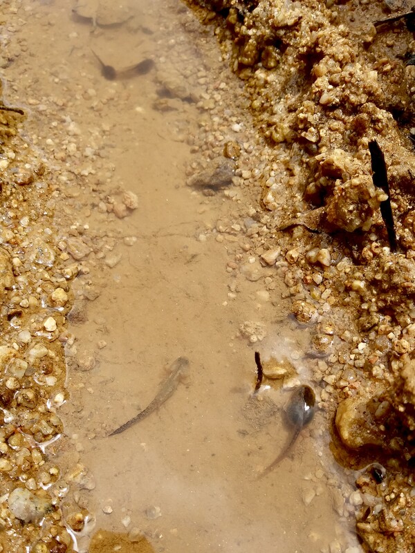 도롱뇽 올챙이(왼쪽)와 두꺼비 올챙이(오른쪽).