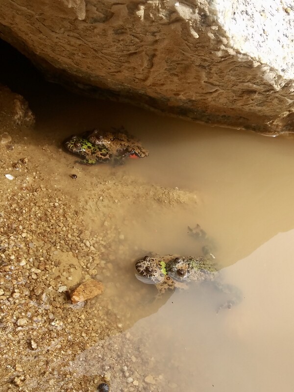 짝짓기하는 무당개구리들.