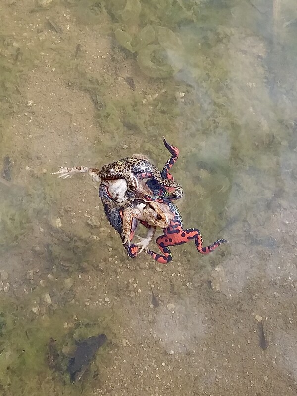 두꺼비 한 마리에 무당개구리 네 마리가 엉겨 붙었다.