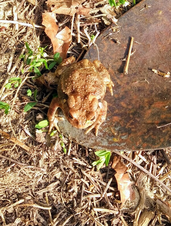 괭이로 건져냈다. 혼이 빠진 듯 얼떨떨한 표정이다.