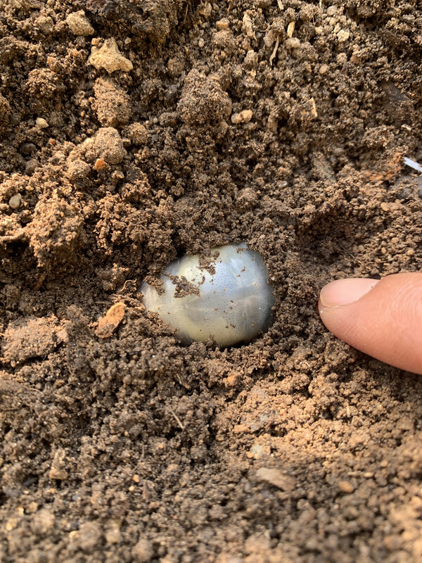 흙 속에 숨은 왕구슬, 뭘까?