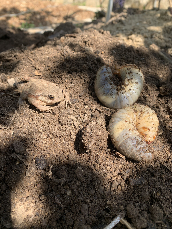 어린 두꺼비. 장수풍뎅이 애벌레보다 작다.