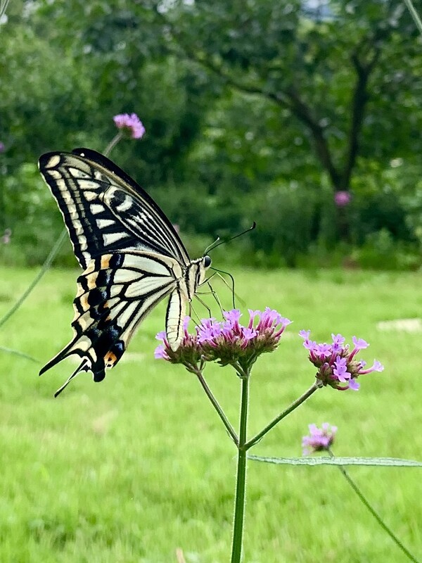 꿀을 빠는 호랑나비.