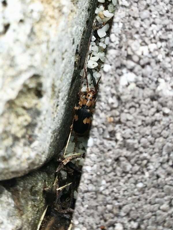 보도블럭 틈새로 숨은 폭탄먼지벌레.