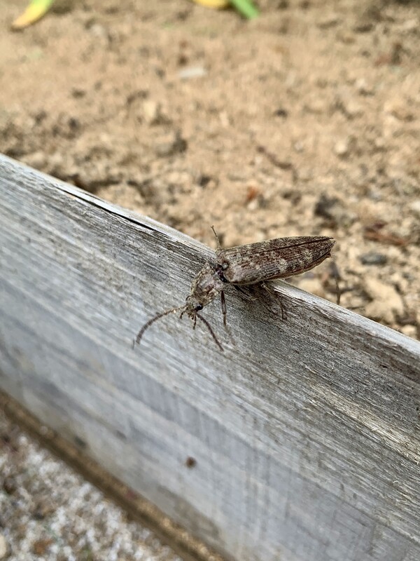 왕빗살방아벌레.