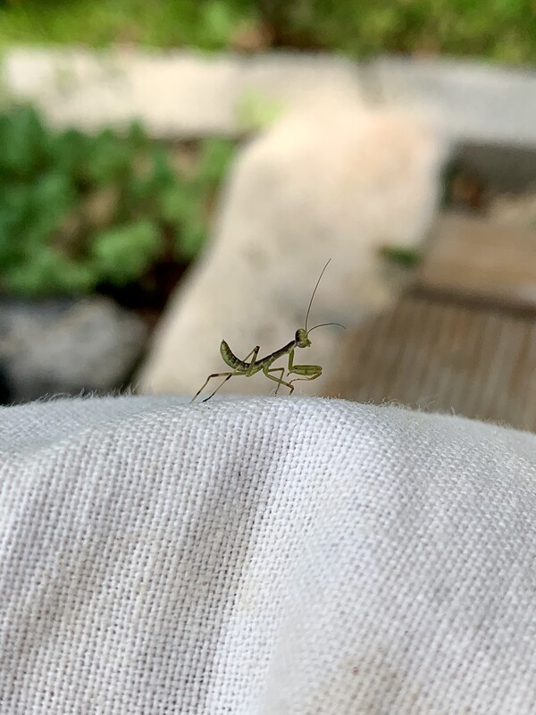 내 무릎 위로 올라온 아기 사마귀.