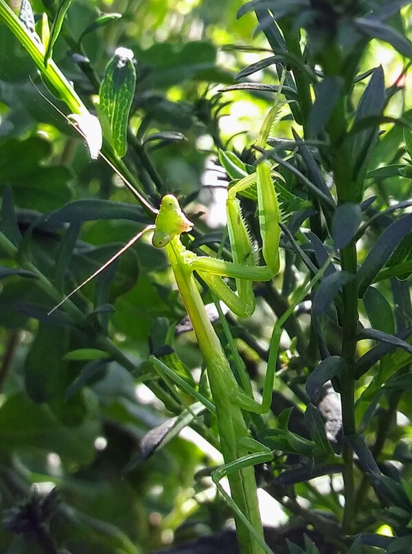 갓 허물을 벗은 청년 사마귀.