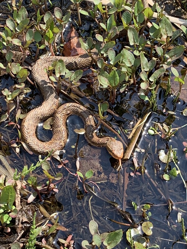 연못에서 만난 뱀.