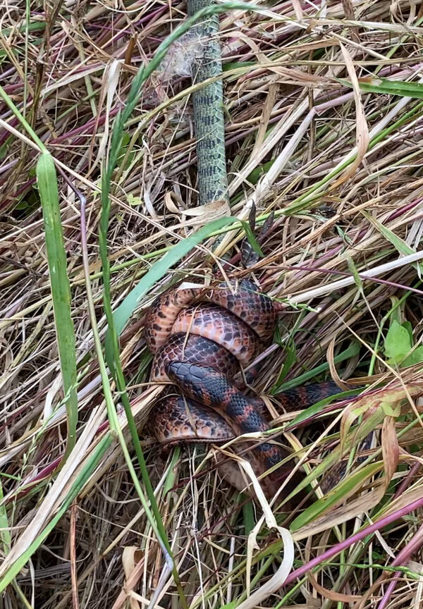 능구렁이가 유혈목이를 칭칭 휘감았다.
