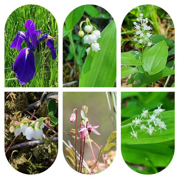 황송포에서 만난 식물들. (왼쪽 위부터 시계방향) 제비붓꽃, 은방울꽃, 두루미꽃, 민솜대, 넌출월귤, 월귤.  사진 넌출월귤은 현진오, 나머지는 임항.