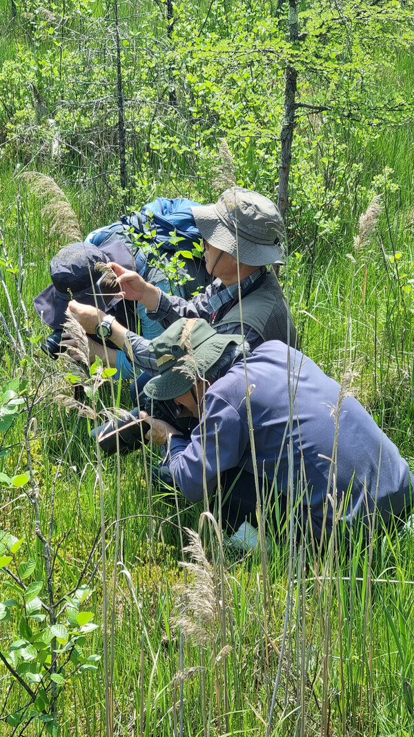 '한국의 재발견 식물탐사대' 대원들이 지난달 14일 황송포습지에서 야생화 관찰과 촬영에 여념이 없다.