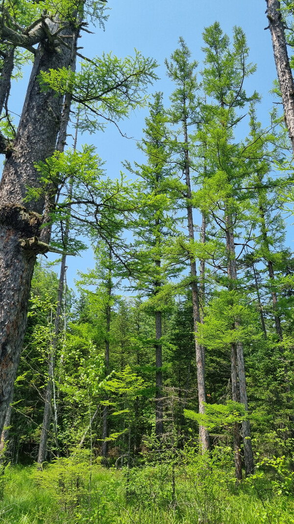 황송포 습지 관찰데크 왼편으로 펼쳐진 잎갈나무숲. 잎갈나무는 가지가 수평으로 퍼지거나 밑으로 처진다.