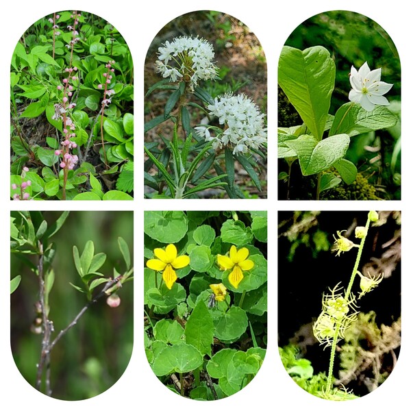 부석림과 방수천을 비롯한 장백산 지역에서 만난 식물들. (왼쪽위부터 시계방향) 분홍노루발, 백산차,, 기생꽃, 나도범의귀, 장백제비꽃, 들쭉나무. 사진=백산차, 기생꽃, 나도범의귀, 들쭉나무는 박대문. 분홍노루발, 장백제비꽃은 임항.