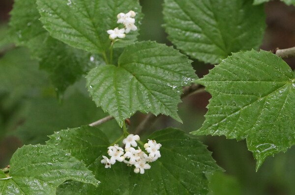 우리나라에서는 거의 설악산 정상에서만 볼 수 있는 배암나무.  고산지대에만 분포하는 것으로 알고 있지만, 이번 탐사에서 일행은 해발고도가 높은 소천지 뿐만 아니라 지하삼림이라고 부르는 곡저삼림(谷底森林)에서도 개화한 개체를 볼 수 있었다.  사진=현진오