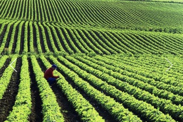 미국 아이오아주의 대두(soybean) 재배 단지.