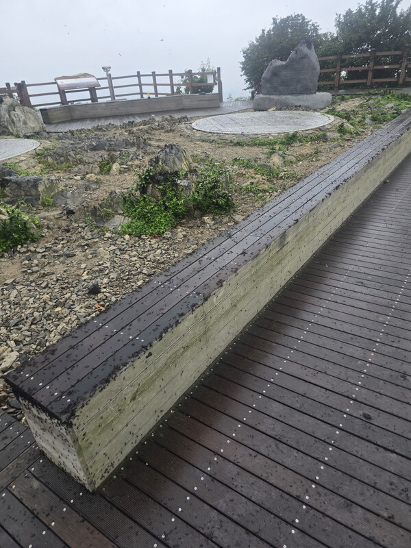  인천시 계양산 주변에 러브버그와 그 사체가 크게 늘어난 모습. 김재성 시민기자