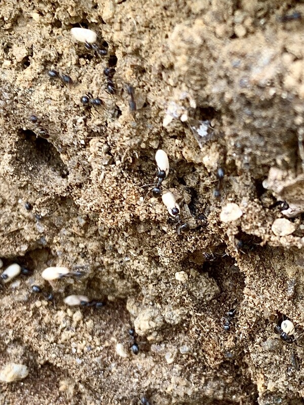 흰 알을 물고 이동하는 일개미들.