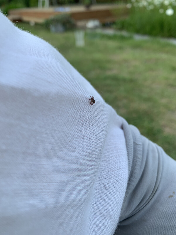 내 어깨로 기어오르는 진드기.