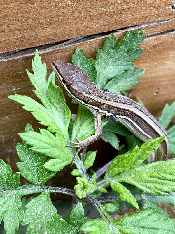 줄장지뱀의 양쪽 겨드랑이에 살찐 진드기가 여럿 붙어 있다.