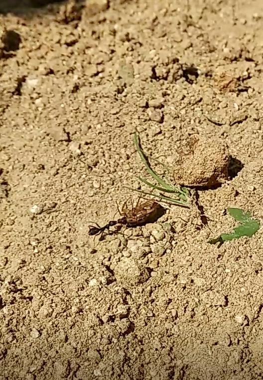 개미와 죽은 풍뎅이와 마른 풀과 흙덩이.