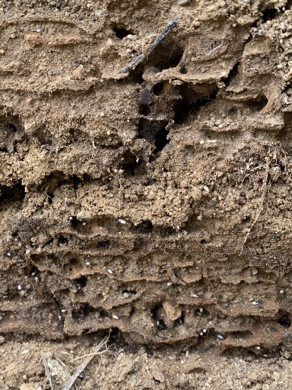 나무 벽이 뜯겨 나간 개미집의 단면.