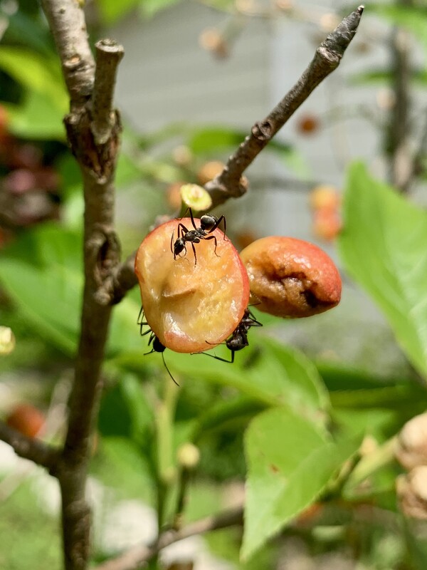 물앵두 즙을 빠는 개미.