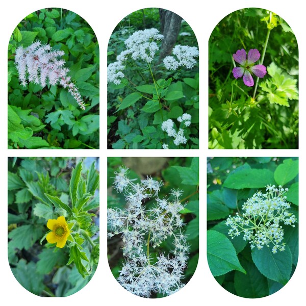 만항재~함백산~두문동재 구간에서 만난 야생화들(왼쪽 위부터 시계방향). 숙은노루오줌, 산꿩의다리, 둥근이질풀, 미역줄나무 터리풀, 큰뱀무.