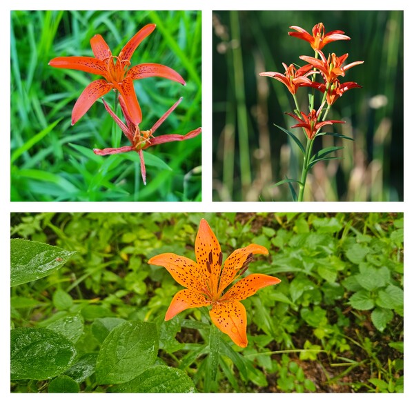 위의 두 개체는 12일 함백산에서 만난 하늘나리. 밑의 사진은 멸종위기 식물인 날개하늘나리. 지난해 6월 함백산 서쪽에 인접한 백운산에서 '한국의 재발견, 식물탐사대' 조용만 대원이 촬영했다.