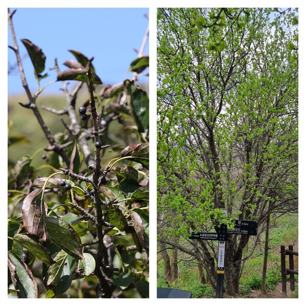 갈매나무의 가을과 봄.  왼쪽은 대암산에서 촬영한 개체.  뾰족한 잔 가지와 검은 열매가 야성적이다. (사진+현진오) 오른쪽은 지난 5월 초순 오대산 노인봉에서 찍었다. (사진= 임항)