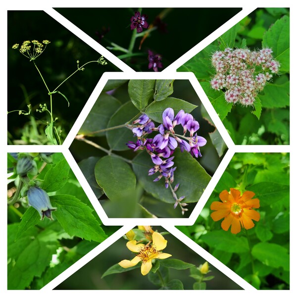 가운데는 조록싸리. (1시방향부터 시계방향으로) 참조팝나무, 동자꽃, 물레나물, 병조희풀, 개시호, 여로. (사진 조록싸리, 물레나물은 김동영, 개시호와 여로는 계승혁, 나머지는 임항)