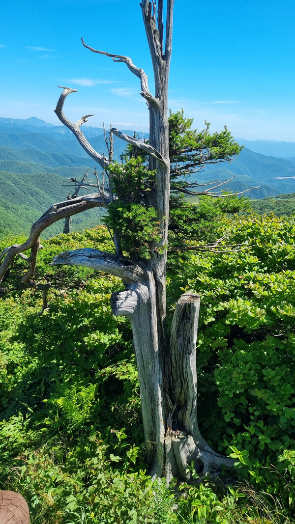 함백산 정상에서 은대봉 가는 길에서 만난 주목. '살아서 천 년, 죽어서 천 년' 이라는 상찬이 늘 따라다닐 만큼 미덕이 많은 나무다. 태백산국립공원의 깃대종이기도 하다.